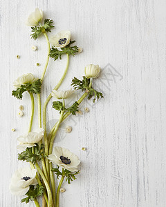 白色背景上绿叶的白花可用于情人节明信片情人节白色背景上的白花图片