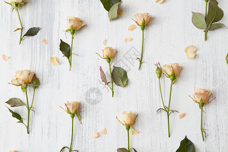 情人节背景花卉图案玫瑰绿叶白色的背景上平躺,玫瑰的背景图片