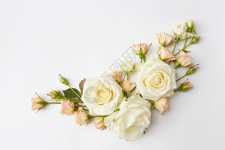 白色背景上美丽玫瑰的角落框架美丽的玫瑰图片