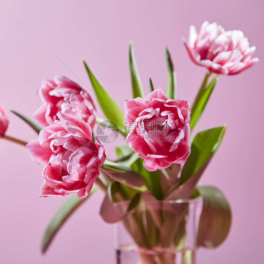 粉红色背景的璃花瓶里的新鲜五颜六色的郁金香贺卡粉红色郁金香粉红色背景的花瓶里图片
