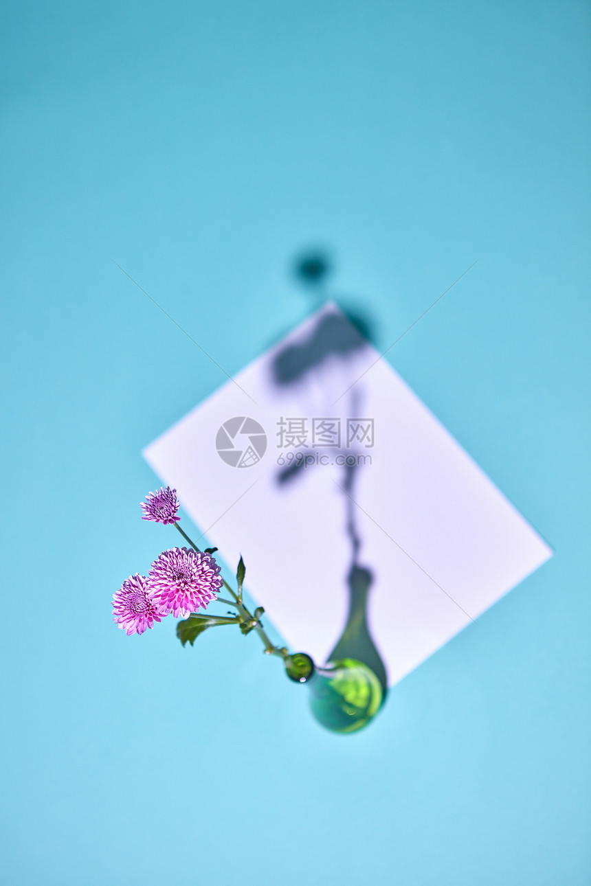 璃花瓶中的粉红色花成,个白色的空白,蓝色的纸背景上反射阴影的风景白色纸板美丽的粉红色花个花图片