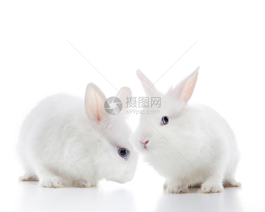 两只白兔白色背景上分离两只白兔图片