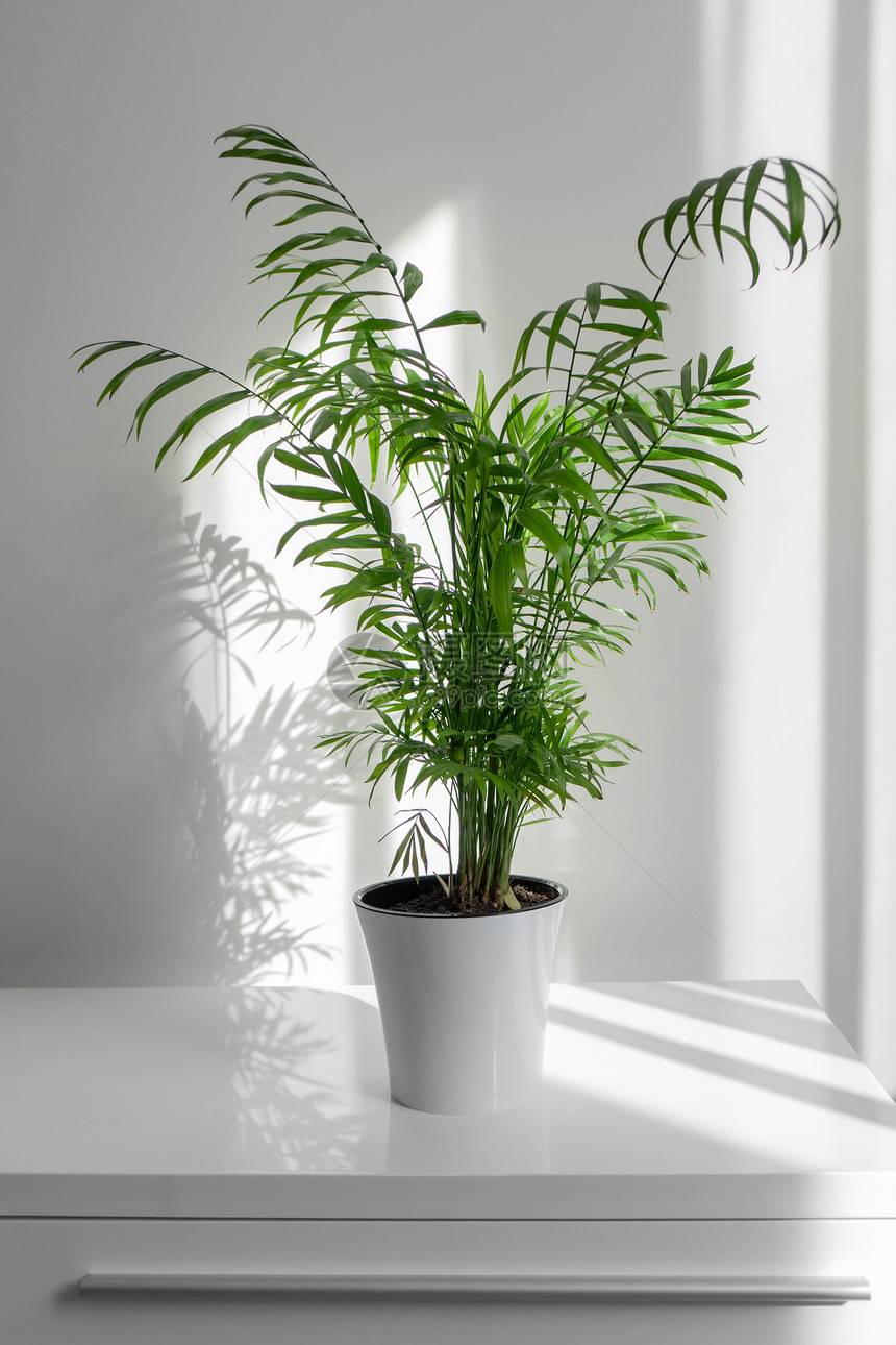绿色植物槟榔张桌子上的白色花盆里,背景白色的墙壁,窗户的阴影植物槟榔个白色的锅桌子上的白色墙壁背景图片