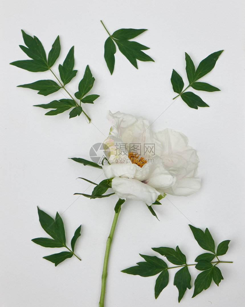 白色背景上分离出叶子花的牡丹枝平躺白色牡丹,叶白色背景上分离图片
