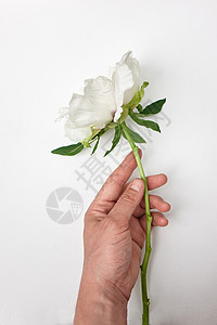 男子触摸开花牡丹芽与手白色背景春天的天气白花牡丹手,白色背景图片