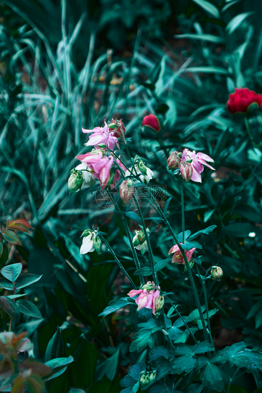 多生植物水瓶座,粉红色的花背景上的花灌木与绿叶,夏季照片拍摄个阴天植物园花科植物生长植物园的背景下的绿色叶开花灌木图片