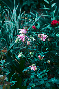多生植物水瓶座,粉红色的花背景上的花灌木与绿叶,夏季照片拍摄个阴天植物园花科植物生长植物园的背景下的绿色叶开花灌木背景图片