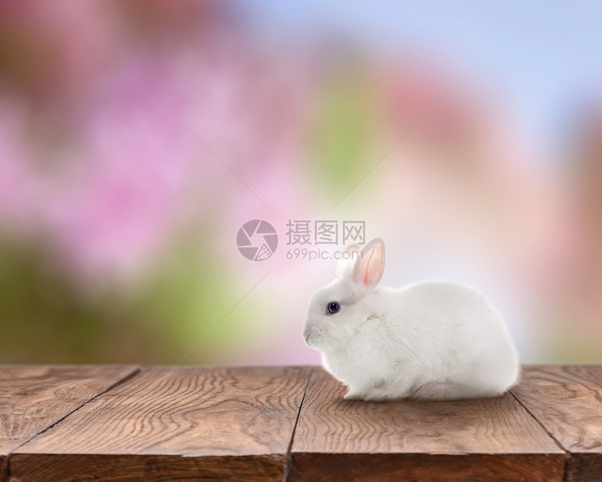 复活节白色的小复活节兔子代表木制桌子上,单独孤立五颜六色的背景上小复活节兔子看着相机复活节兔子桌子上图片