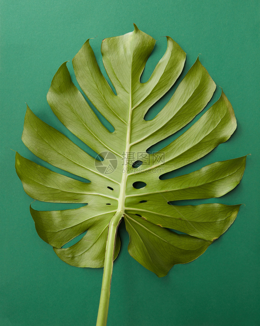 热带丛林怪物绿色背景下被隔离的叶子瑞士奶酪植物代表装饰绿叶隔离图片