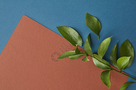 张纸深蓝色的背景下,装饰着根绿叶的树枝平躺张纸文本高清图片