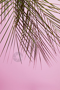 粉红色背景与热带棕榈叶平躺热带棕榈叶图片