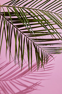 靠近绿色的棕榈叶边界粉红色害羞的背景,新鲜的异国情调的树木叶子,用树叶成图片