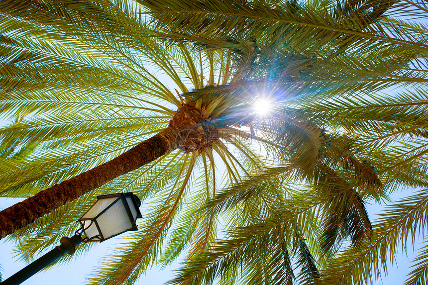 开花棕榈树特写蓝天帕尔马德马鲁卡,巴利阿里群岛,西牙绿色植物帕尔马德马鲁卡图片