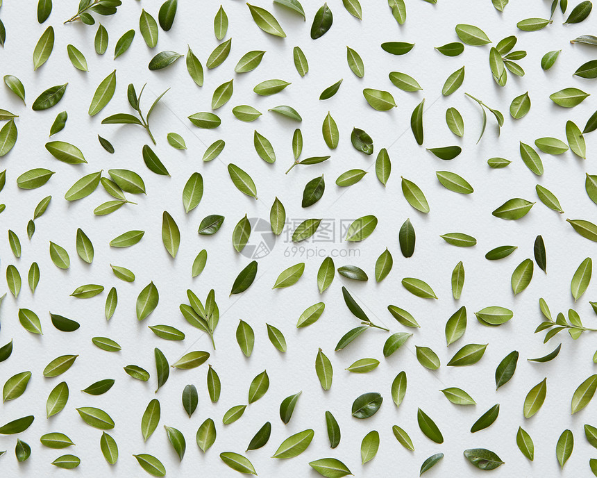 绿色的小叶子分别代表白色背景许多小树叶装饰任何明信片庆祝卡平躺绿叶白色背景图片