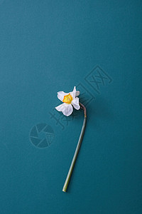 深蓝色背景上隔离的白花的顶部视图白色花瓣的花单独代表白色的花分离图片