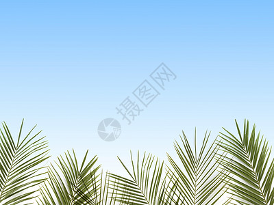 棕榈叶天空蓝色的背景上蓝色背景上的棕榈叶图片