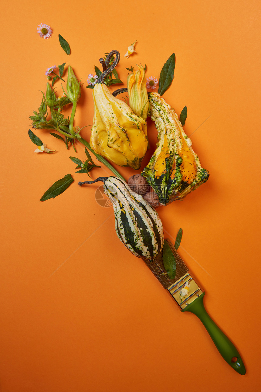 刷子呈现橙色的背景上,南瓜叶子坚果花秋季图片