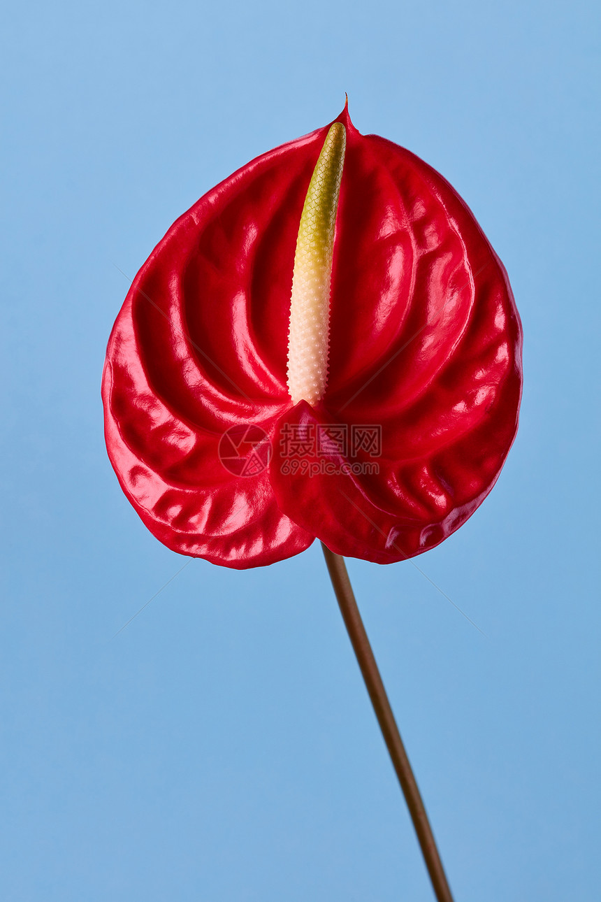 异国情调的红色蒽花蓝色的背景蓝色背景上的红花图片