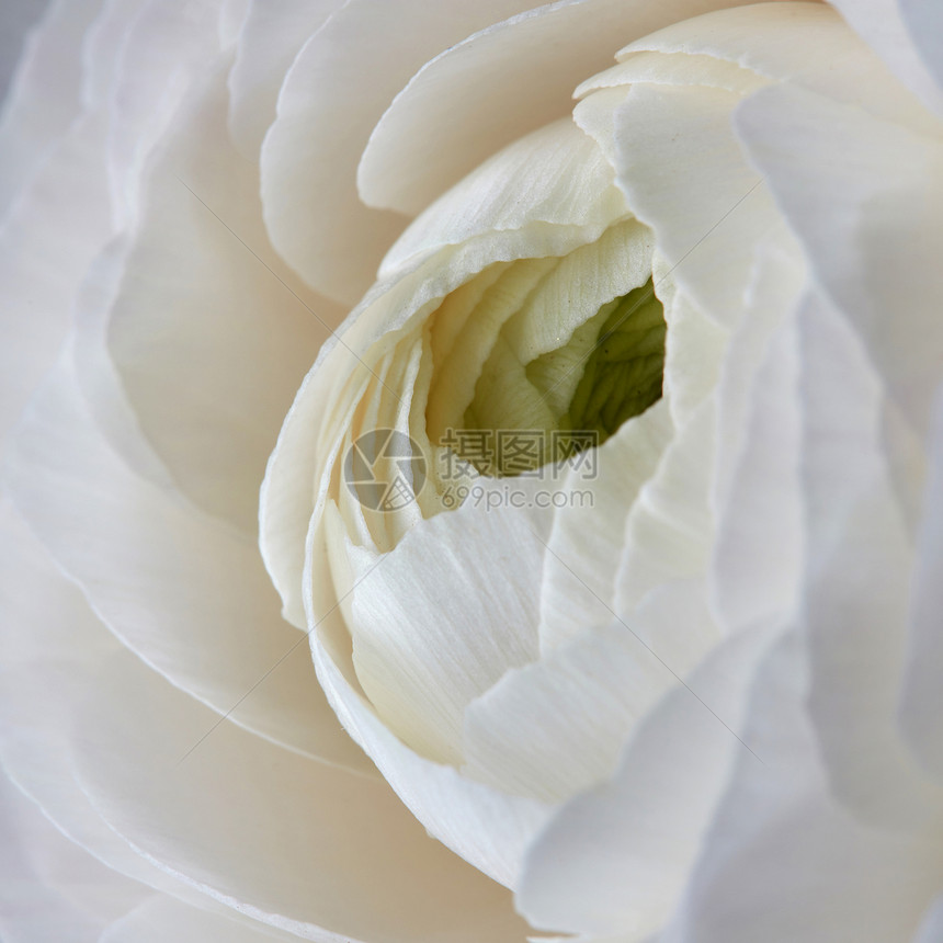 白色玫瑰花,自然背景,情人节,母亲节白色玫瑰花背景图片