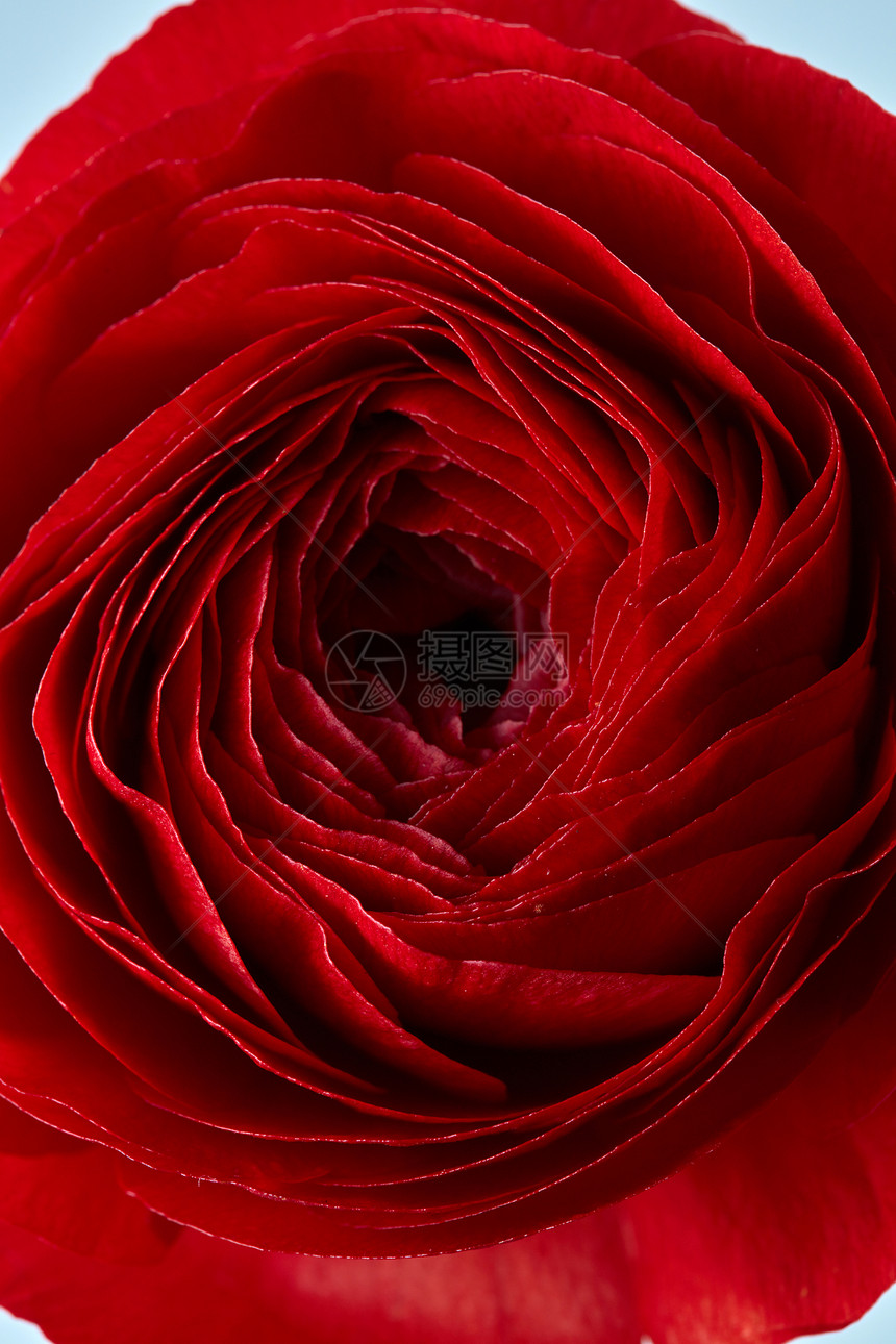 特写朵美丽的红玫瑰花,结婚卡问候红玫瑰花的特写图片