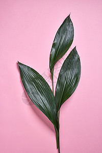 常绿热带图案,异国情调的棕榈叶上的粉纸背景与顶部视图棕榈绿叶图案创意自然布局个常青的热带棕榈叶背景图片