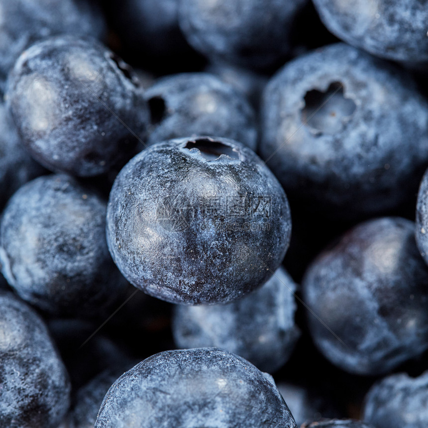 夏季蓝莓背景来自天然机新鲜采摘的浆果甜鲜蓝莓的的风景健康饮食的蓝莓背景来自天然机新鲜采摘的水果成图片
