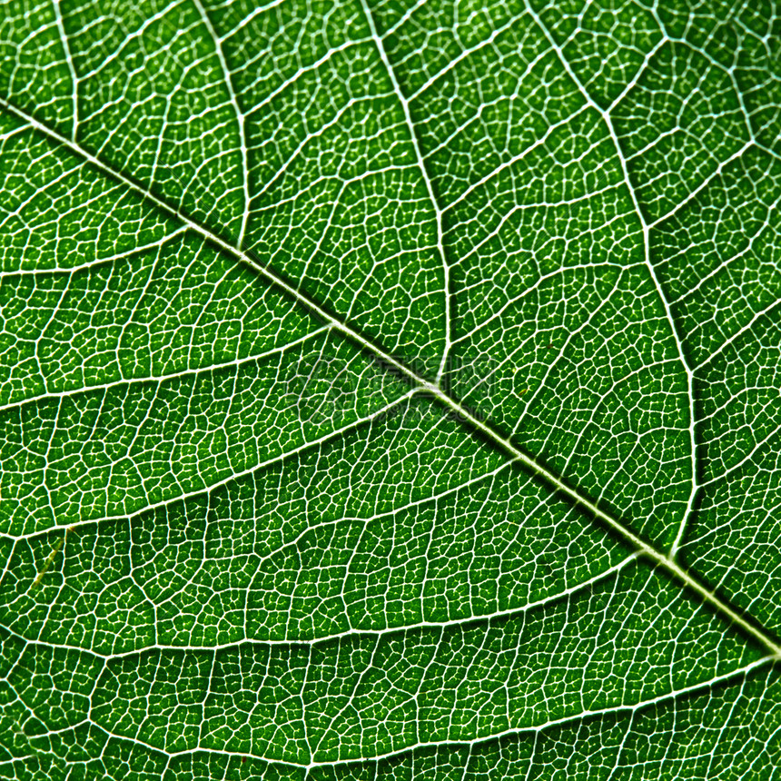绿叶最小条纹的观照片布局的自然图案的风景深绿色叶子的观照片叶脉的自然模式你的想法的背景的风景图片
