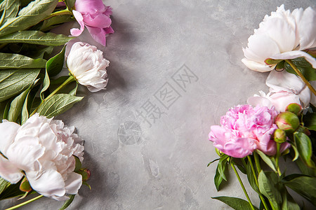 自然框架的白色粉红色牡丹花灰色背景与情人节卡片平躺花架的新鲜牡丹花与绿叶灰色混凝土背景与明背景图片