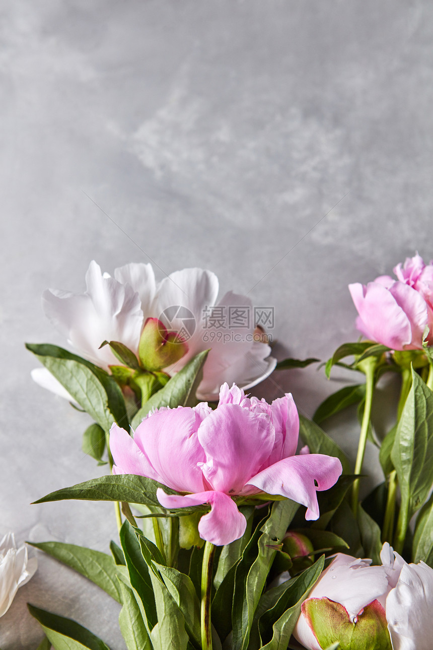 新鲜切割的粉红色牡丹花,灰色背景的上花蕾情人节礼物平躺粉红色牡丹花,绿叶花蕾灰色的混凝土背景上,图片