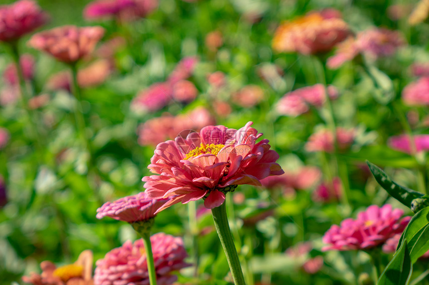 阳光明媚的日子里,夏天的花园里盛开着辛尼亚的花朵花卉布局个阳光明媚的夏天,个乡村花园里的朵亮粉色的津尼亚花图片