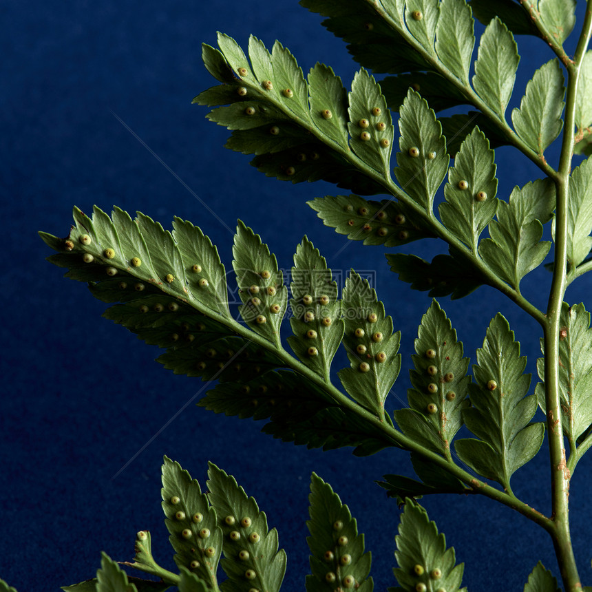 蕨类植物背的观照片,孢子深蓝色背景上,文字绿叶的美丽布局平躺种蕨类植物的观照片,背景为深蓝色,空图片
