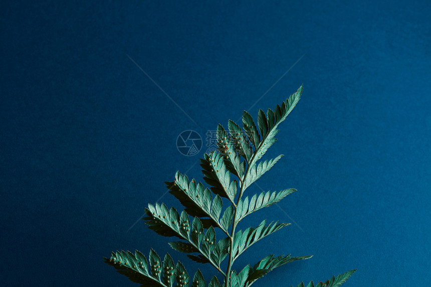 新鲜蕨类植物,孢子深蓝色背景上,绿叶的美丽布局平躺蕨类植物的背,孢子深蓝色的背景上,文字的图片
