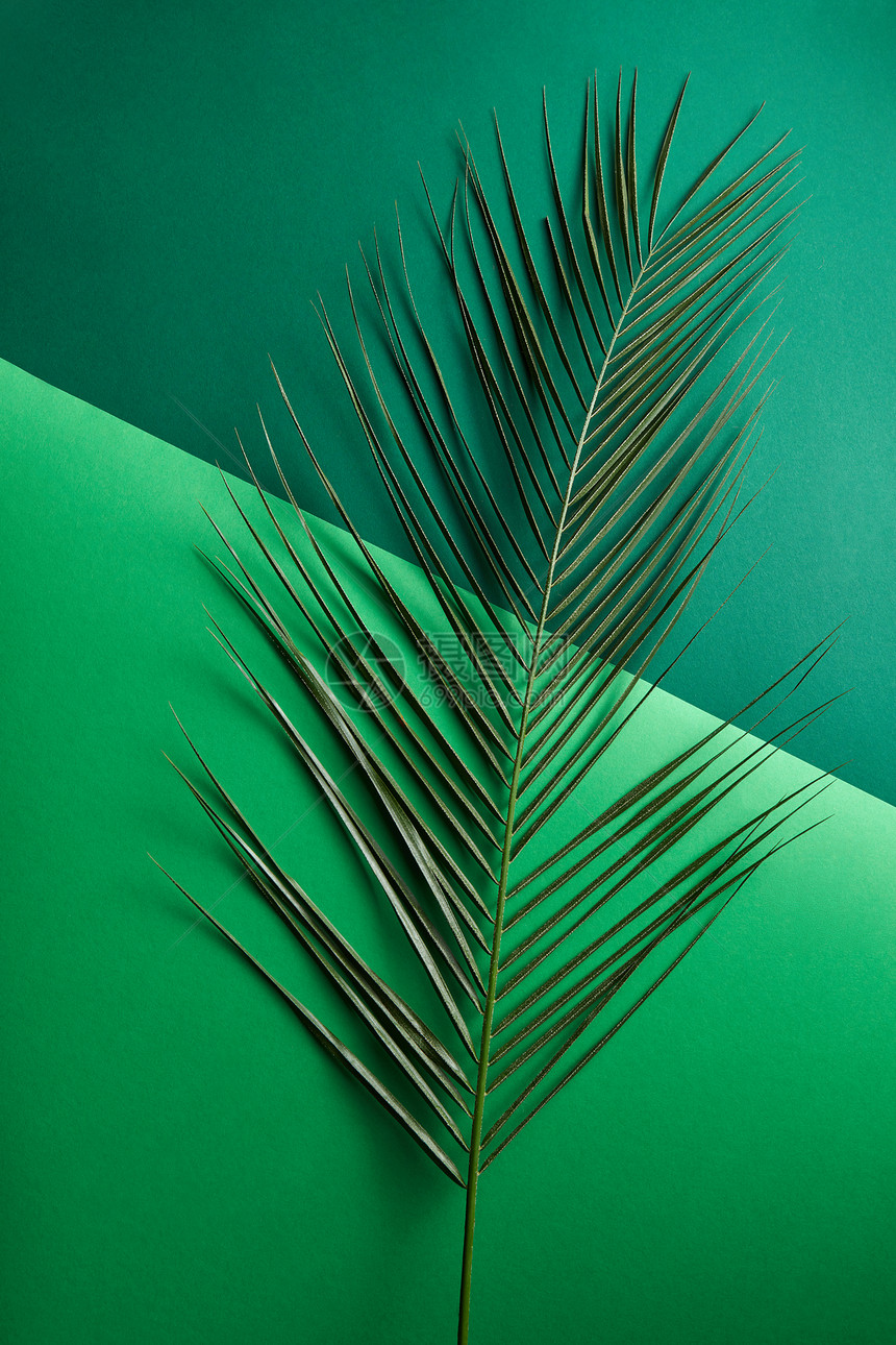 天然棕榈枝个双浅绿色深绿色的纸张背景上,文字的创意布局为您的想法的风景棕榈树的鲜叶呈现个双绿色的图片
