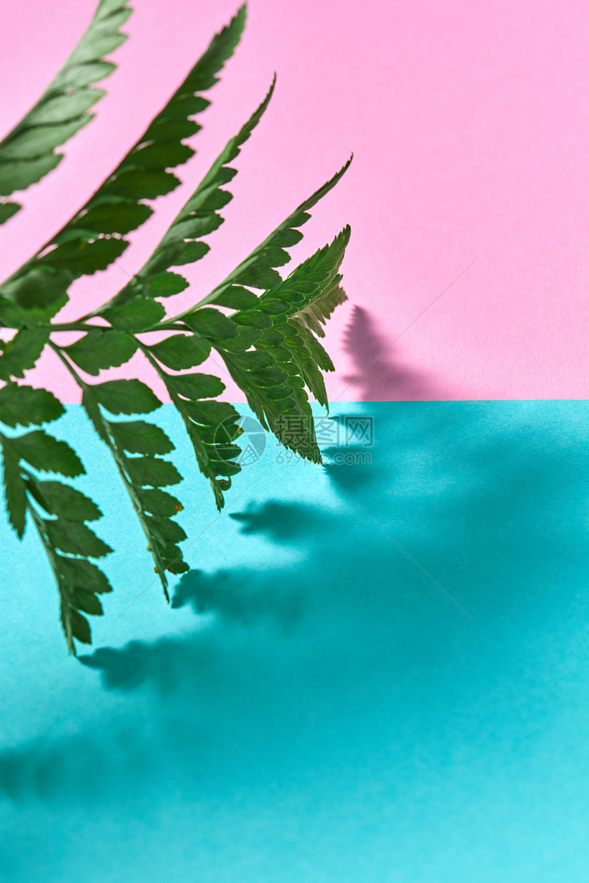 自然模拟蕨类植物的叶子蓝色粉红色的双背景与阴影模式片新鲜蕨类植物的粉红色蓝色双背景与的文本阴影反射树图片