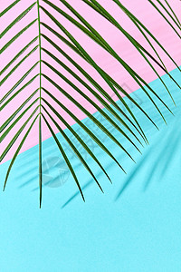 棕榈叶个双粉色蓝色纸板背景上,了宽敞的阴影图案异国情调的棕榈叶个双蓝墨水纸背景上,了阴影的反射背景