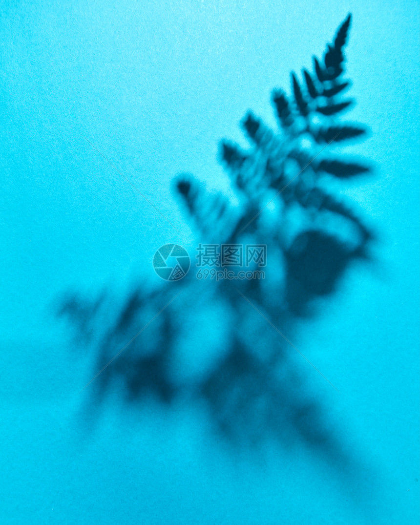 蓝色背景上蕨叶阴影的图案,文字的为你的想法布局的风景蕨类植物叶子的影子蓝色背景上,创造的图片