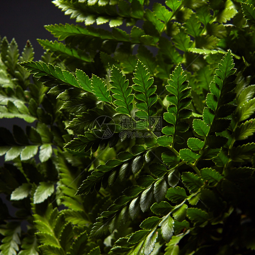 绿色花瓣蕨类植物枝条的特写,围绕着黑暗的背景树叶布局为您的想法黑色背景周围新鲜绿色灌木蕨类植物的特写自然布局图片