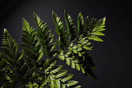 特写片美丽的绿色蕨类植物的枝叶,围绕着黑色的背景,文字的创造的自然布局平躺黑色背景上特写条深绿色的新鲜图片