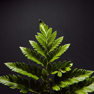 黑色背景上特写条深绿色的新鲜蕨类植物,并自然树叶布局平躺特写片美丽的绿色蕨类植物的枝叶,围绕着黑图片