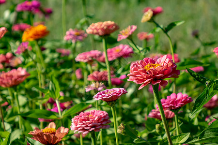 愤世嫉俗的个乡村花园里开着花床,Zinia的花自然的夏天背景夏天花园里明亮的同的冷杉花美丽的绽放背景背景