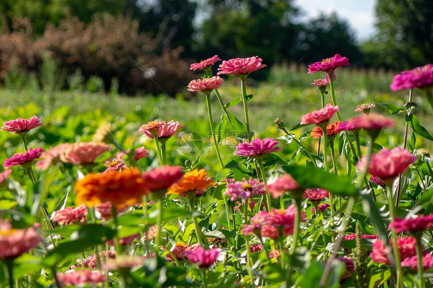 夏天阳光明媚的日子里,绿树的背景上,粉红色的zinnia花乡村花园里,夏天的树的背景下,粉红色的精致的zinnia图片