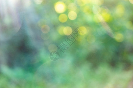 绿色模糊背景上的黄色bokeh圆圈自然的创意布局绿色的春天模糊的背景与波克圈自然布局图片