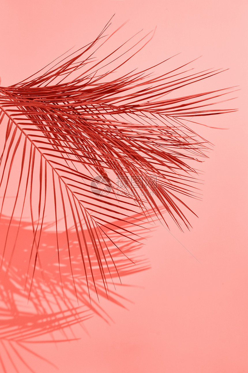 创意图案棕榈叶与阴影个颜色的2019活珊瑚背景时尚的潘通时尚颜色热带棕榈叶图案与阴影的背景颜色2019生活珊瑚潘图片