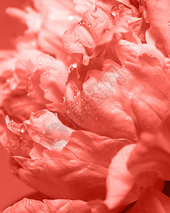 鲜翠欲滴带露珠的新鲜牡丹的鲜芽花卉背景的颜色为2019活珊瑚潘通观照片自然布局牡丹花与水滴的观照片自然背景20背景