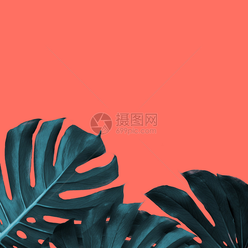 卡片与框架的常青叶的怪物2019的颜色活珊瑚背景,时尚的潘通时尚颜色的春夏2019季节框架的热带叶子的怪物图片