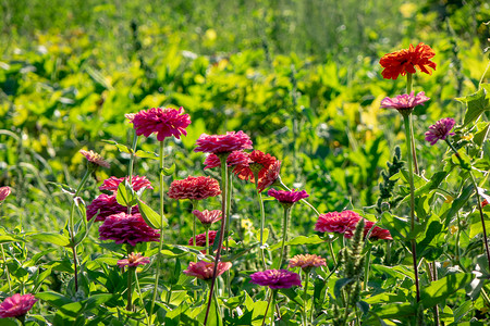 愤世嫉俗的粉红色娇嫩的紫尼亚花乡村花园的背景下绿色的夏天花卉布局种夏天阳光明媚的日子里,围绕着绿色背景的粉红色花的田野背景