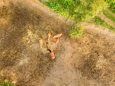 鸟瞰农场马夏天放牧散步的无人机小群马夏天放牧的农田无人机的鸟瞰图图片