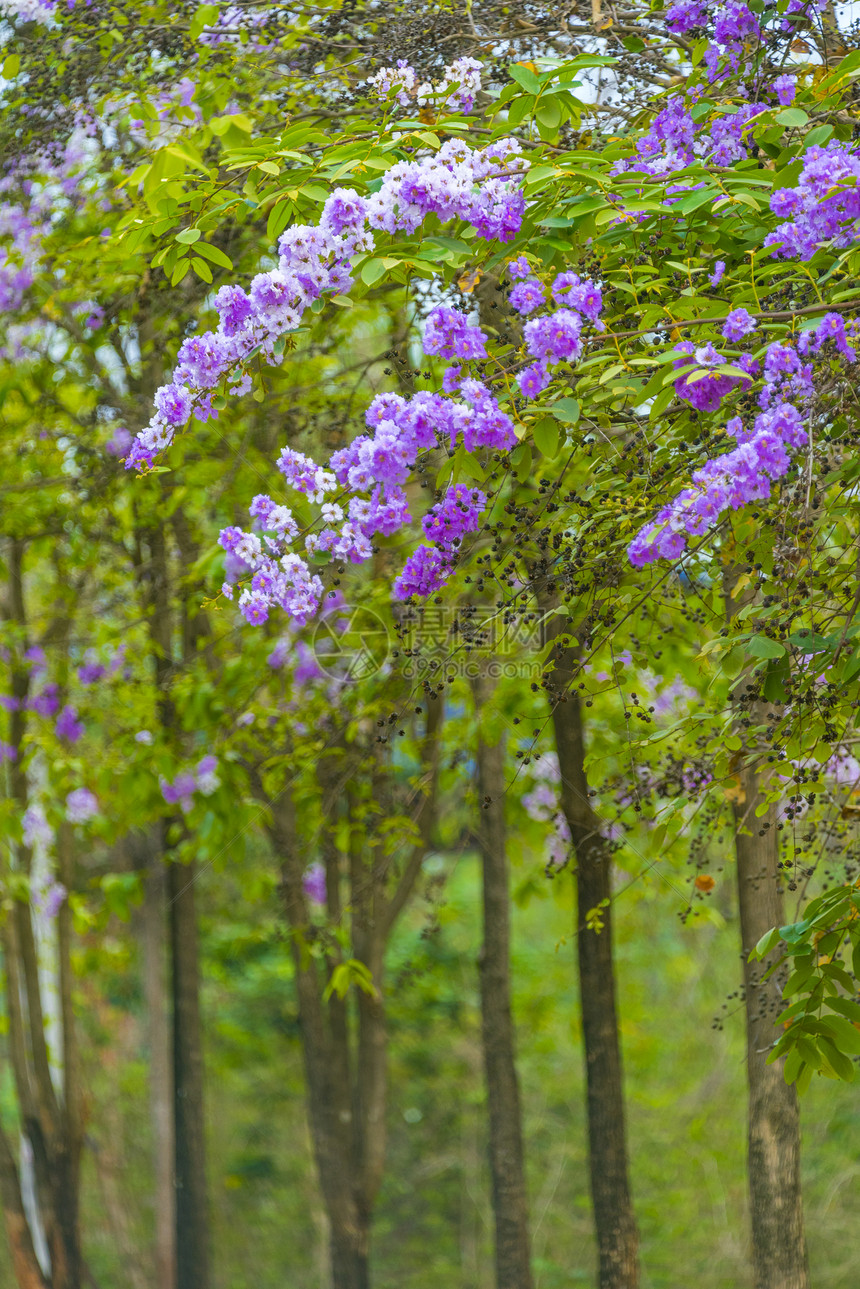 自然背景上开花粉红色的花树,春天的花泰国热带树上五颜六色的花,亚洲的自然景色泰国热带树上五颜六色的花,亚洲的自然景色图片