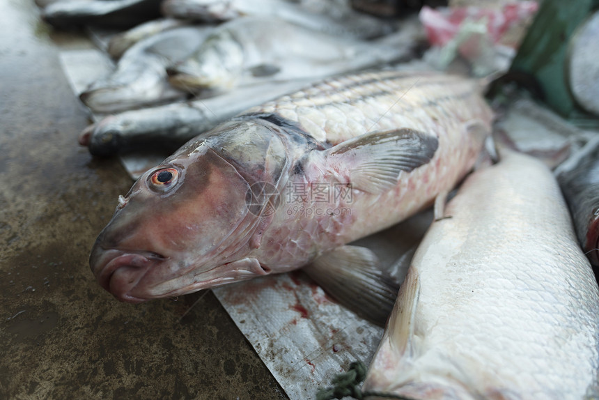 淡水鱼老挝当地市场图片
