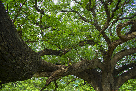 宪章橡树公园大树的树枝背景